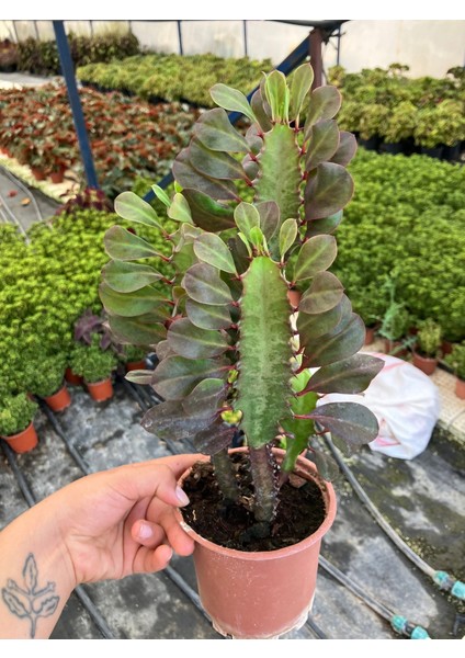Kırmızı Afrika Süt Ağacı (Euphorbia Trigona ‘rubra’) modelleri