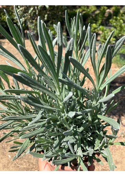 Aromatik Lavanta fiyatları