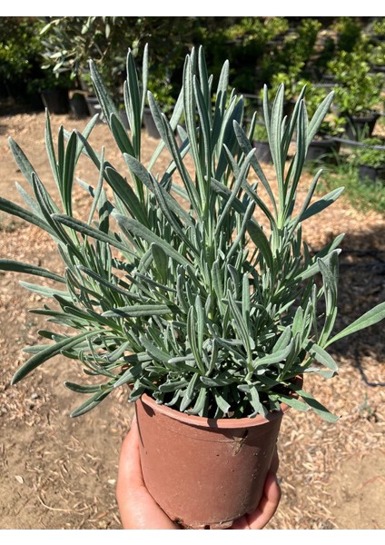 Aromatik Lavanta modelleri