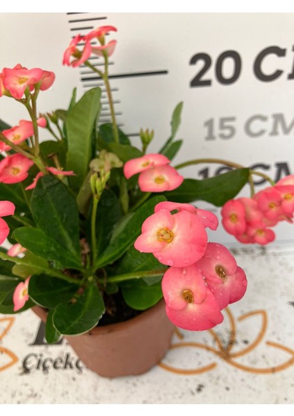 Hollanda Kökenli Euphorbia Millii Dikenler Tacı Pink Lady