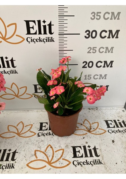 Hollanda Kökenli Euphorbia Millii Dikenler Tacı Pink Lady fiyatları