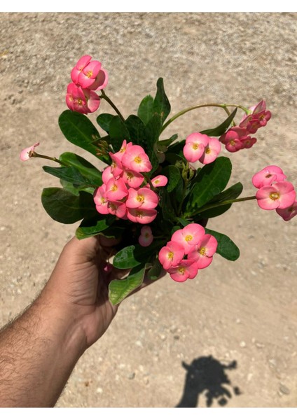 Hollanda Kökenli Euphorbia Millii Dikenler Tacı Pink Lady modelleri