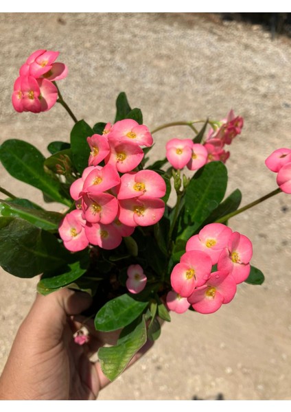 Hollanda Kökenli Euphorbia Millii Dikenler Tacı Pink Lady fırsatları