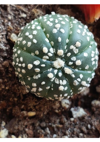 Astrophytum Asterias Kaktüs
