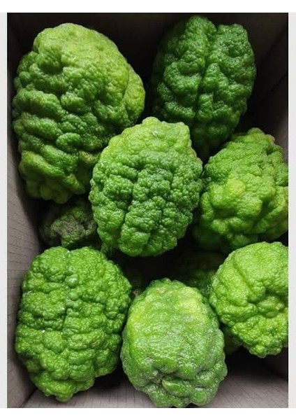 Bergamot Fidanı (Citrus Bergamia) (100-120CM)