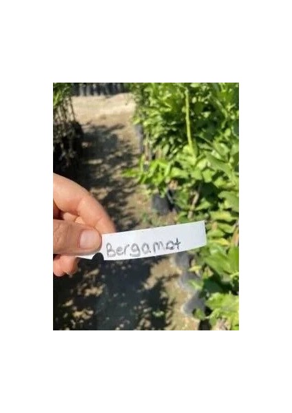 Bergamot Fidanı (Citrus Bergamia) (100-120CM) fiyatları