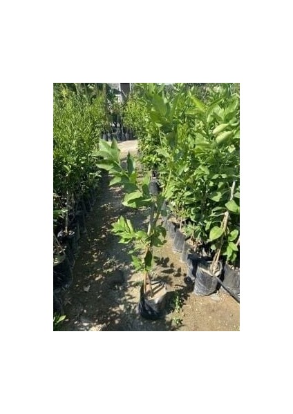 Bergamot Fidanı (Citrus Bergamia) (100-120CM) modelleri