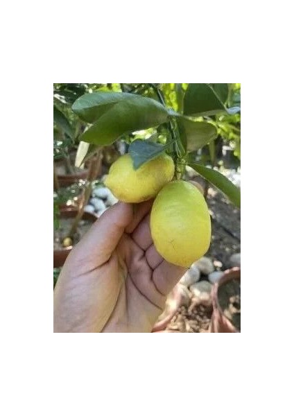 Limequat Fidanı (Tavares Limequat)