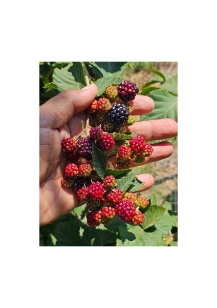 Dikensiz Böğürtlen Fidanı fiyatları