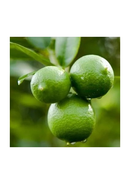 Mexsican Lime (Key Lime) Fidanı