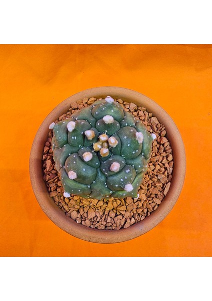 Astrophytum Kikko Turtle 5 cm En 6 cm Boyutunda Özel Tür Kaktüs