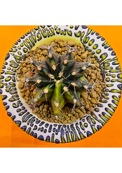 Gymnocalycium Sepia 5 cm Özel Tür Kaktüs