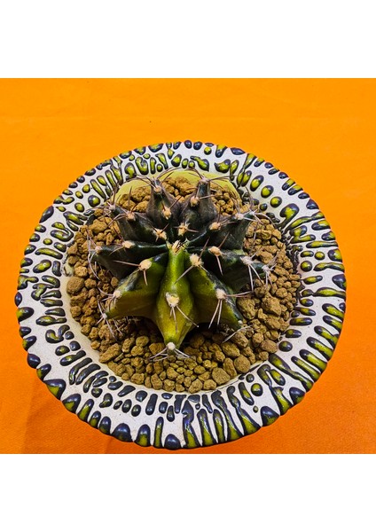 Gymnocalycium Sepia 5 cm Özel Tür Kaktüs fiyatları