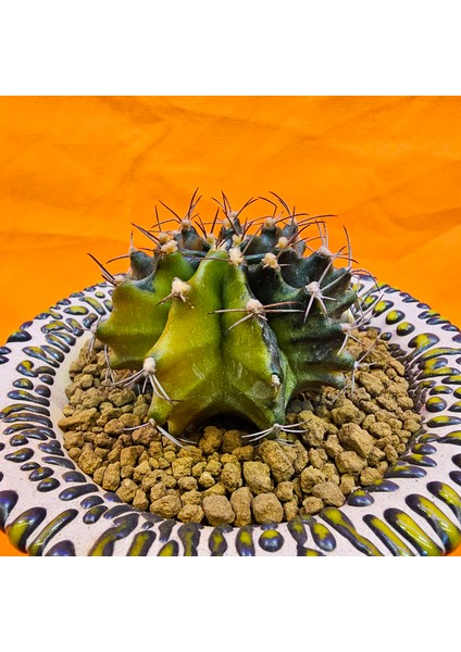 Gymnocalycium Sepia 5 cm Özel Tür Kaktüs modelleri