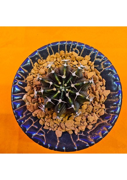 Gymnocalycium Sepia 3 cm Özel Tür Kaktüs