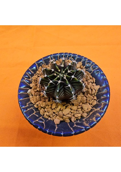 Gymnocalycium Sepia 3 cm Özel Tür Kaktüs fiyatları