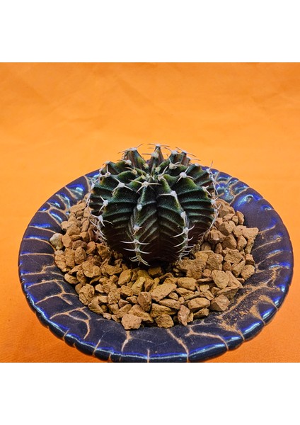 Gymnocalycium Sepia 3 cm Özel Tür Kaktüs modelleri