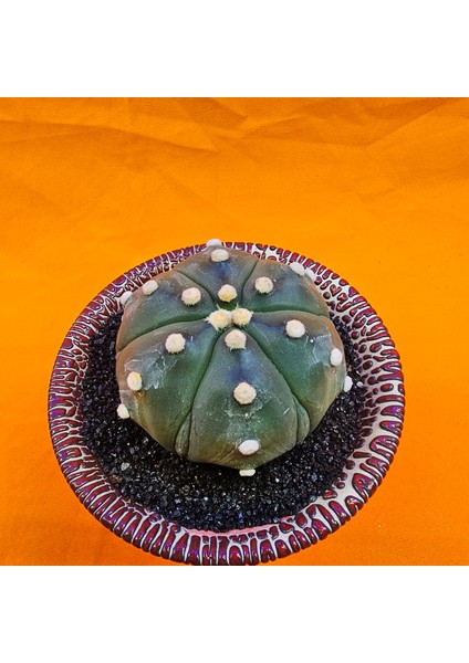 Astrophytum Asterias 6 cm Özel Tür Kaktüs fiyatları