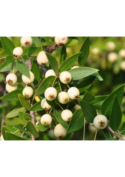 Beyaz Mersin Fidanı