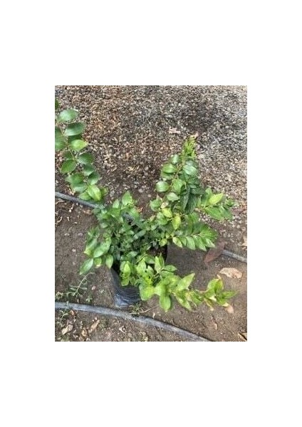 Beyaz Mersin Fidanı modelleri