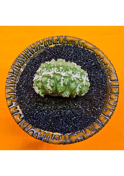 Strombocactus Özel Tür