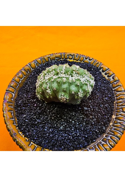 Strombocactus Özel Tür modelleri