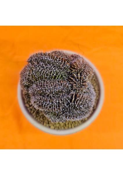 Gymnocalycium Cristat 9,5 cm Özel Tür Kaktüs