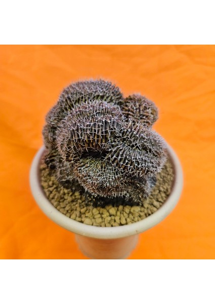 Gymnocalycium Cristat 9,5 cm Özel Tür Kaktüs fiyatları