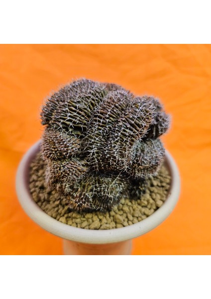 Gymnocalycium Cristat 9,5 cm Özel Tür Kaktüs modelleri