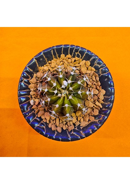 Gymnocalycium Sepia 3,5 cm Özel Tür Kaktüs