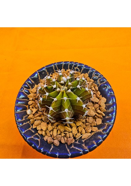 Gymnocalycium Sepia 3,5 cm Özel Tür Kaktüs fiyatları