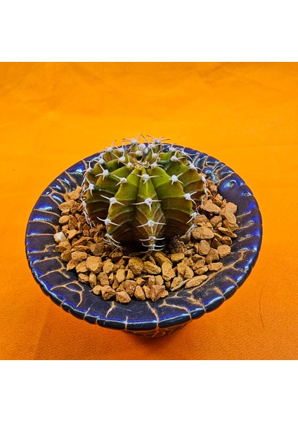 Gymnocalycium Sepia 3,5 cm Özel Tür Kaktüs modelleri