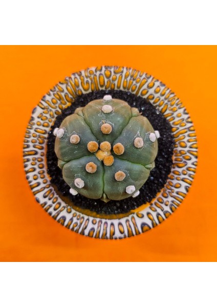 Astrophytum Asterias 6 cm Özel Tür Kaktüs