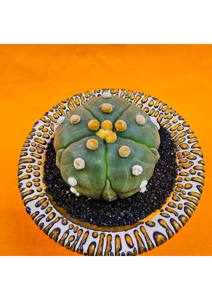 Astrophytum Asterias 6 cm Özel Tür Kaktüs fiyatları