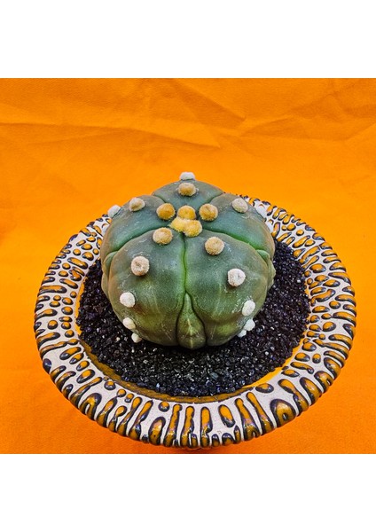 Astrophytum Asterias 6 cm Özel Tür Kaktüs modelleri