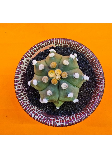 Astrophytum Asterias 6 cm Özel Tür Kaktüs