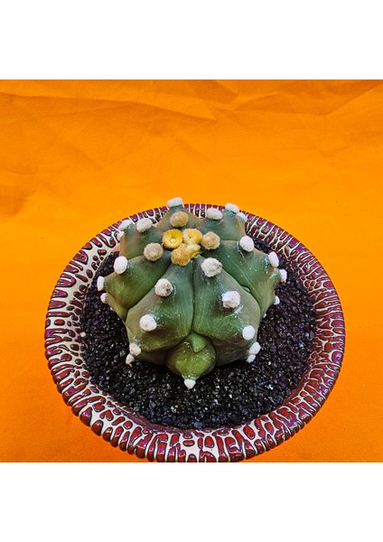 Astrophytum Asterias 6 cm Özel Tür Kaktüs fiyatları
