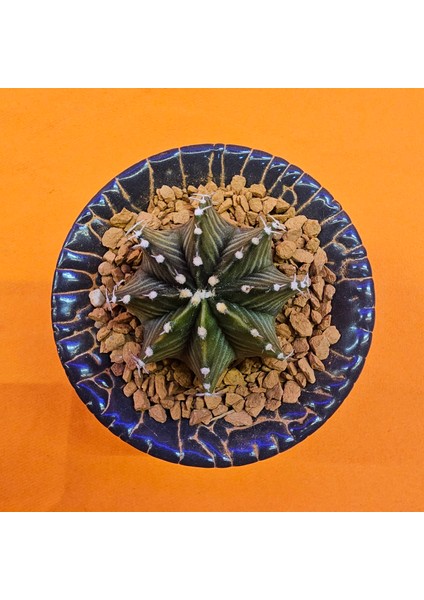 Gymnocalycium Sepia 4 cm Özel Tür Kaktüs