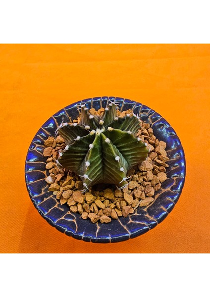 Gymnocalycium Sepia 4 cm Özel Tür Kaktüs fiyatları