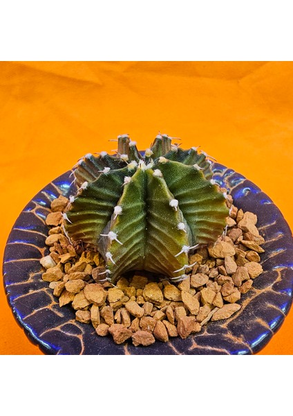 Gymnocalycium Sepia 4 cm Özel Tür Kaktüs modelleri