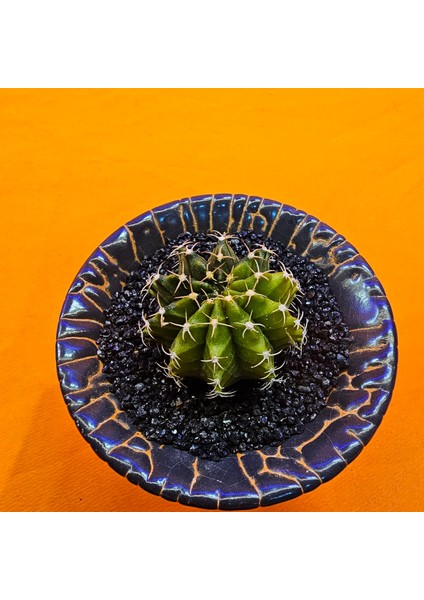 Gymnocalycium Sepia 3 cm Özel Tür Kaktüs fiyatları