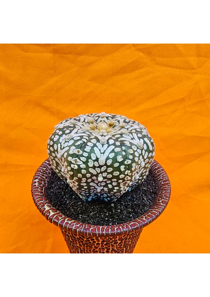 Astrophytum V-Cactus 7 cm Boyutunda Özel Tür Kaktüs modelleri