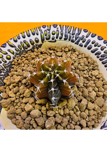 Gymnocalycium Sepia 3 cm Özel Tür Kaktüs