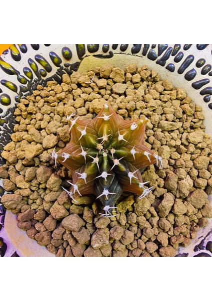 Gymnocalycium Sepia 3 cm Özel Tür Kaktüs fiyatları