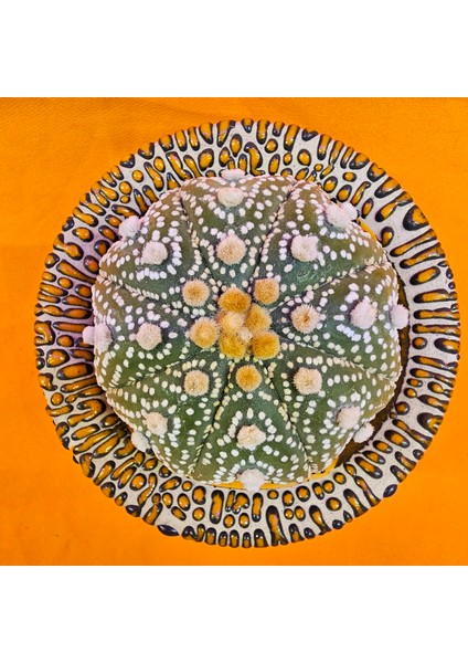 Astrophytum Asterias 7 cm Boyutunda Özel Tür Kaktüs