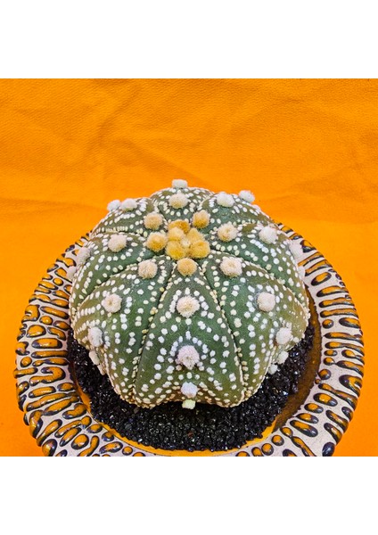Astrophytum Asterias 7 cm Boyutunda Özel Tür Kaktüs fiyatları