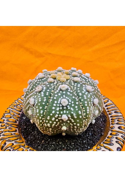 Astrophytum Asterias 7 cm Boyutunda Özel Tür Kaktüs modelleri