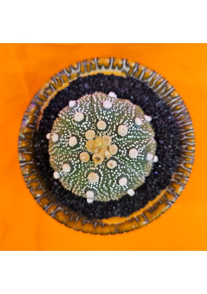 Astrophytum Asterias 5,5 cm Boyutunda Özel Tür Kaktüs