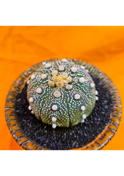 Astrophytum Asterias 5,5 cm Boyutunda Özel Tür Kaktüs fiyatları