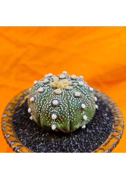 Astrophytum Asterias 5,5 cm Boyutunda Özel Tür Kaktüs modelleri
